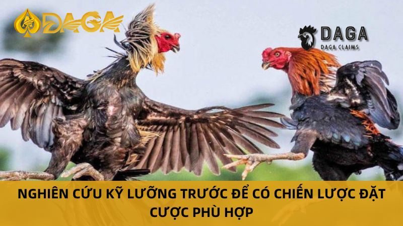 Bí quyết chơi Đá Gà Thomo tại Daga hiệu quả cho anh em