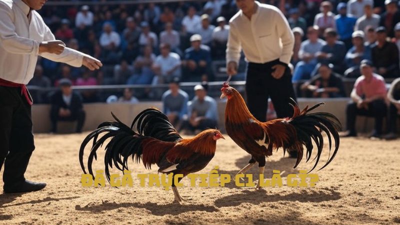 Đá Gà trực tiếp C1 là gì?