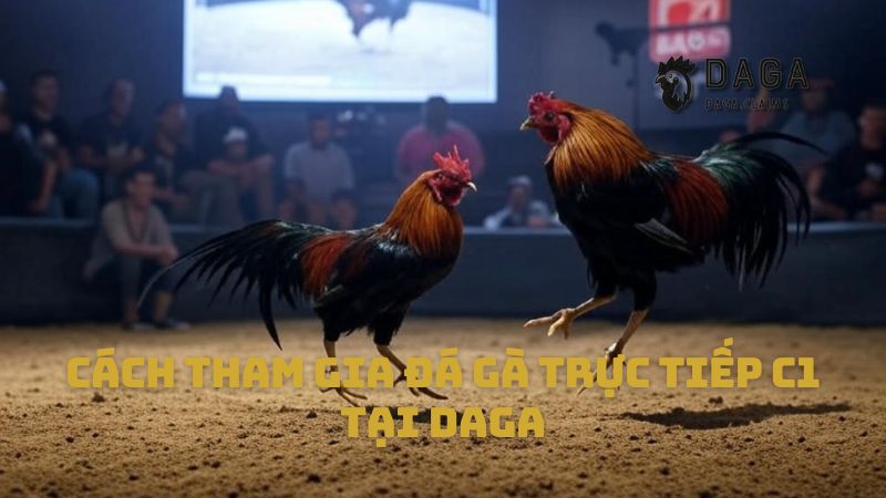 Cách tham gia Đá Gà trực tiếp C1 tại Daga