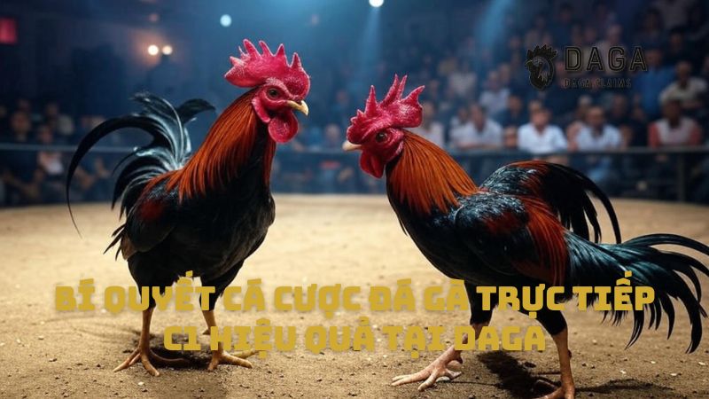 Bí quyết cá cược Đá Gà trực tiếp C1 hiệu quả tại Daga