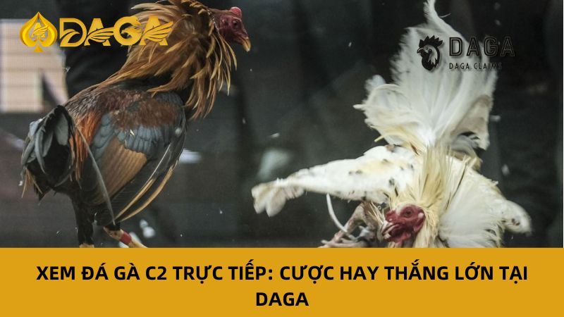 Xem Đá Gà C2 Trực Tiếp: Thắng đậm cùng Daga ngay hôm nay